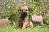 BORDER TERRIER 181